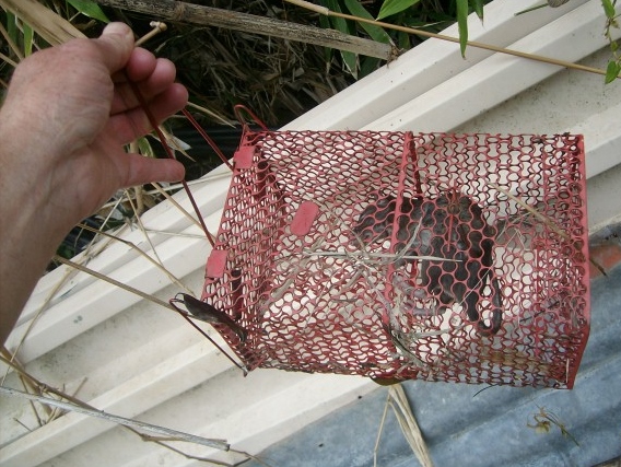 Live trap
                for rats