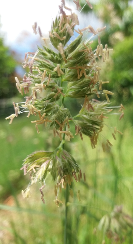 cocksfoot flowering