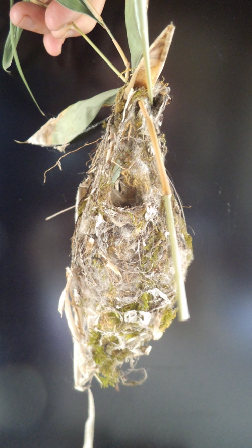 grey warbler nest