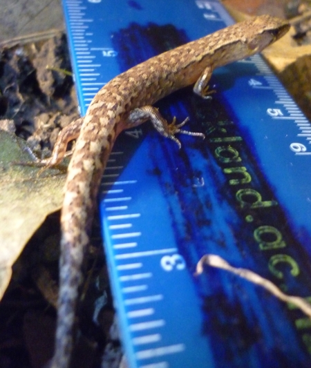 Smith's skink, Shore skink