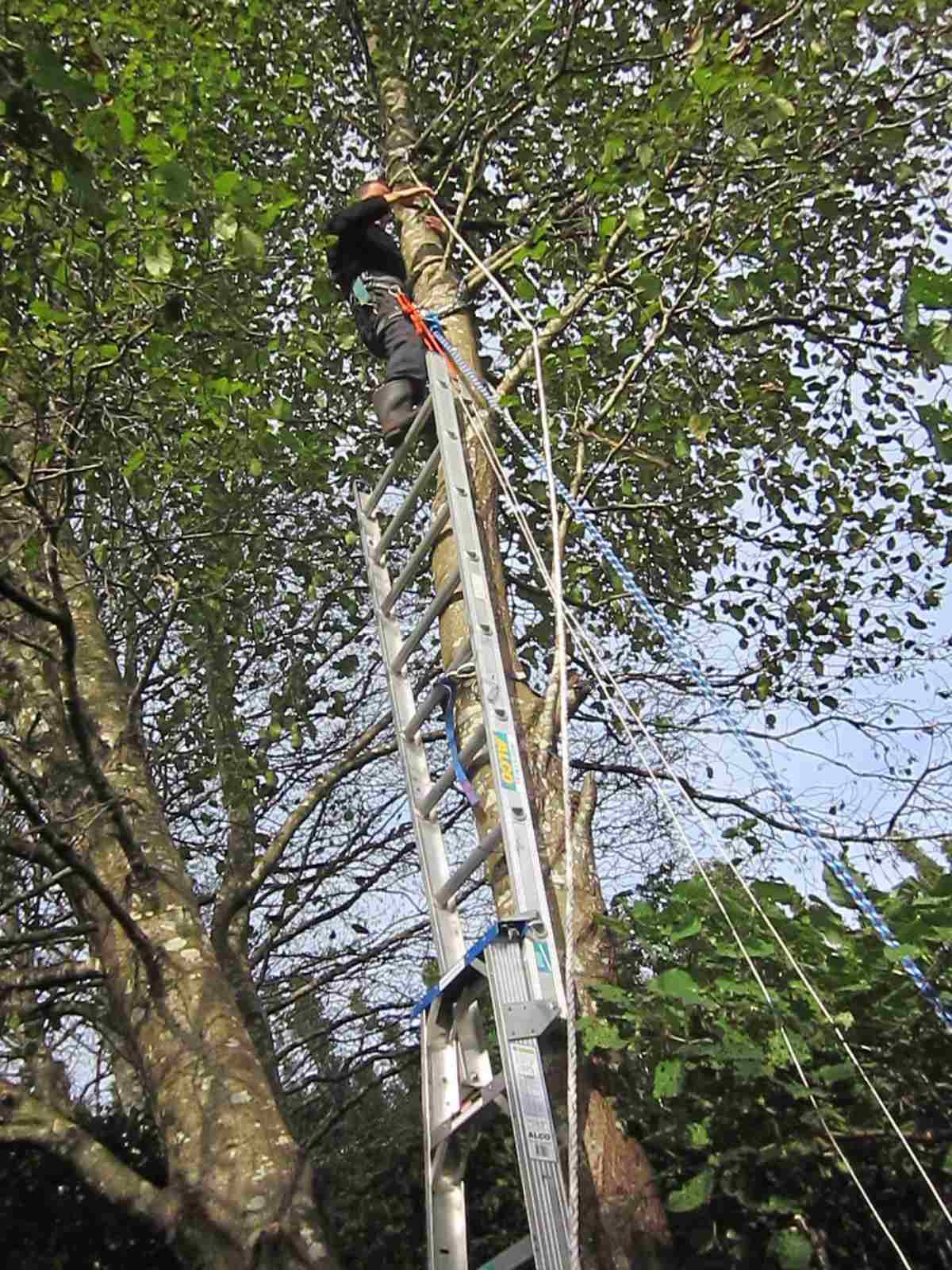 Alder trees being roped up