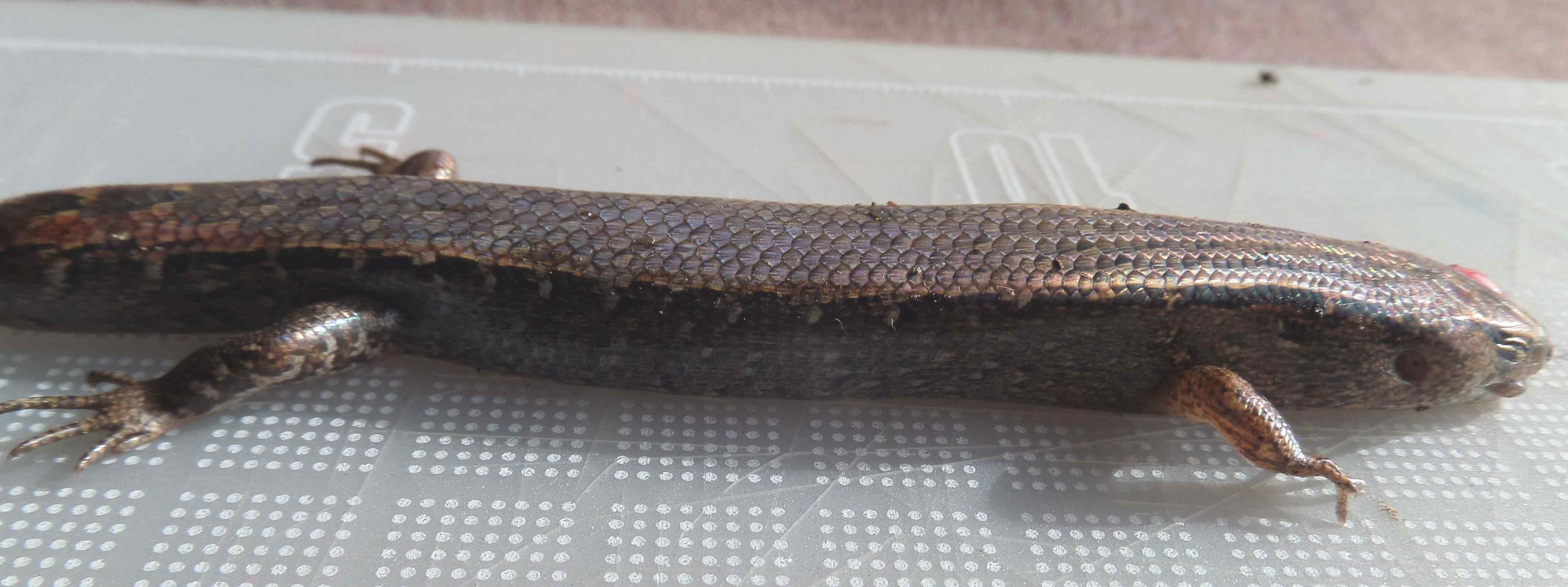 Ornate skink Oligosoma ornatum